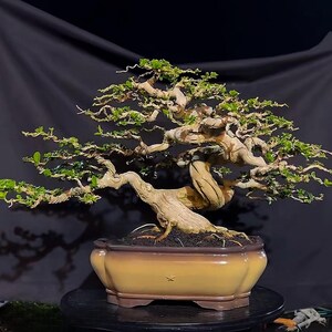 Pode incluir: Um bonsai com um tronco grosso, retorcido e castanho-claro com casca texturizada, apresentando numerosos ramos finos e espalhados cobertos por pequenas folhas verdes. A árvore está plantada num vaso de cerâmica retangular, vidrado.