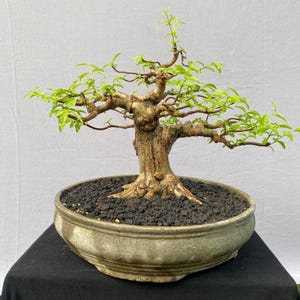 Real Pict Bonsai Tree Wrightia Religiosa Material – Small Size Potential