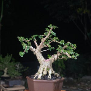 Albero Bonsai Premna Microphylla misura piccola 20 cm