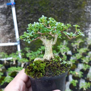 Moyogi Bonsai - Etsy