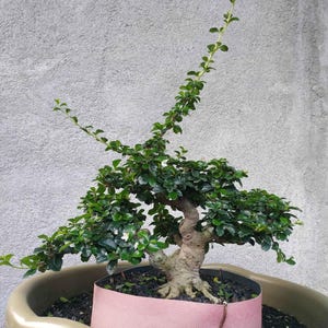 Dwarf Bonsai Carmona Retusa / Hokiantea 13cm - Actual Tree