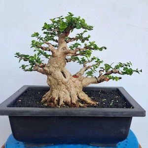 Premna Microphylla Material Árbol Bonsái Potencial Mame y Tamaño Pequeño