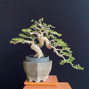 May include: A bonsai tree with a thick, light-colored, twisted trunk and textured bark. The tree features numerous thin, spreading branches covered in small, vibrant green leaves. It is planted in a dark gray, hexagonal ceramic pot.