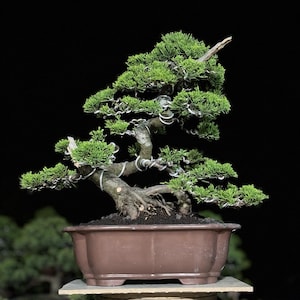 Äkta Pict Juniperus Chinensis Bonsaiträd - Storlek Mellanstor Enbärsplanta