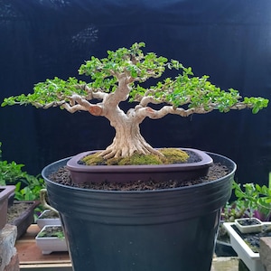 Pode incluir: Um bonsai com um tronco grosso, texturizado e de cor clara, com ramos espalhados cobertos por pequenas folhas de um verde vibrante. A árvore está plantada num vaso retangular castanho pouco profundo, colocado dentro de um recipiente de plástico preto.