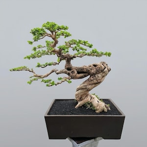 Large 60cm Bonsai Tree Premna Microphylla Semi Cascade