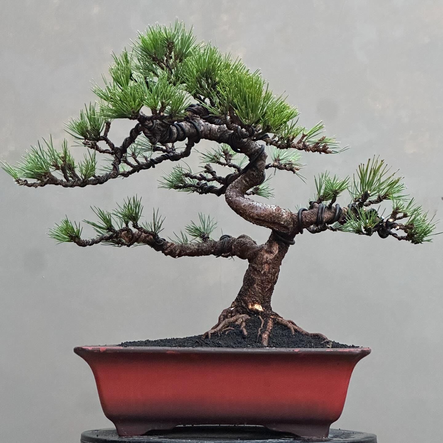 Blue atlas cedar - Etsy 日本