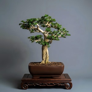Pode incluir: Um bonsai com um tronco grosso, texturizado e de cor clara, com folhagem verde densa. A árvore está plantada num vaso retangular de cerâmica castanho-escuro com terra, sobre um suporte de madeira escura com pés esculpidos.
