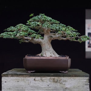 Pode incluir: Um bonsai maduro com um tronco grosso de cor clara e folhagem verde densa e em camadas. A árvore está plantada num vaso de cerâmica retangular castanho-escuro com pés pequenos, exibindo uma copa larga e uma estrutura de ramos complexa.