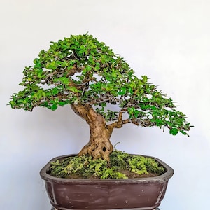 Carmona Retusa - Hokiantea Bonsai Baum Größe Klein - Lebende Pflanze drinnen und draußen