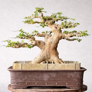 Bonsai de Premna Microphylla com tronco grande e tamanho pequeno.