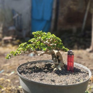 May include: A bonsai tree with green leaves and a gnarled trunk is planted in a dark gray pot. A red lighter stands next to the tree for scale. The background is blurred, with a blue door visible.