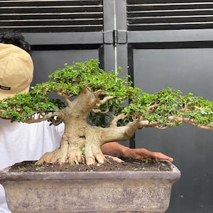 Real Pict Premna Microphylla Bonsai-Baum – mittlerer Stamm 38,1 cm