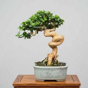 Puede incluir: Un bonsái con un tronco grueso y retorcido de color marrón claro y follaje verde denso, plantado en una maceta rectangular de cerámica azul claro con motivos florales en relieve y el texto AmanAminShop impreso en las hojas.