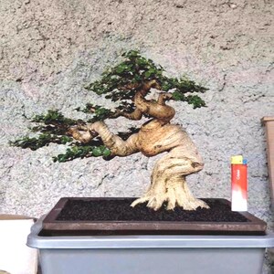 Riktigt Pict Premna Microphylla litet bonsaiträd – vriden stam liten storlek