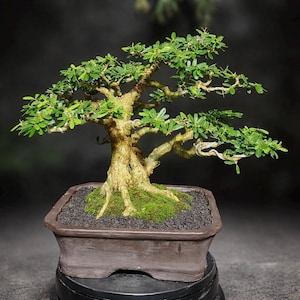 Prawdziwe drzewko bonsai Pict Desmodium Blue Bell w nieformalnym stylu