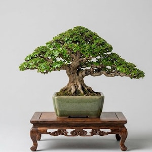 Moyogi Bonsai - Etsy
