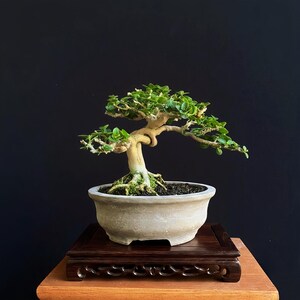 Può includere: Un bonsai con un tronco spesso di colore chiaro e piccole foglie verdi, piantato in un vaso di ceramica beige con finitura opaca. L'albero presenta radici esposte e una struttura a rami curvi su un supporto in legno scuro.