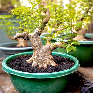Puede incluir: Un árbol bonsái con un tronco texturizado y pequeñas hojas verdes. El árbol está plantado en una maceta de plástico verde llena de tierra oscura. Otros árboles bonsái son visibles en el fondo, creando una sensación de profundidad.