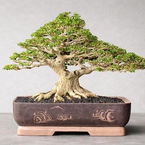 Bonsai Tree Premna Microphylla Planta madura tamanho pequeno