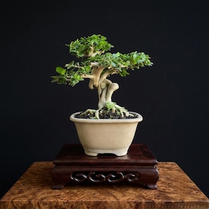 Può includere: Un bonsai con un tronco spesso, ritorto e di colore chiaro, con piccole foglie verde brillante. L'albero è piantato in un vaso di ceramica beige liscio riempito di terriccio scuro, posizionato su un supporto in legno intagliato marrone.