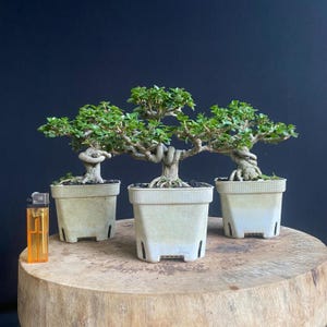 Pode incluir: Três pequenos bonsais com troncos retorcidos e folhas verdes, cada um plantado num vaso quadrado de plástico branco. Um isqueiro retangular laranja está colocado ao lado do vaso esquerdo para escala, medindo cerca de 8 cm de altura.