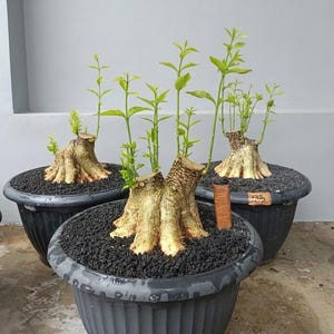 Iniciador de bonsái Wrightia Religiosa (solo programa de raíces) / Baum / Diámetro del tronco: 20-30 cm