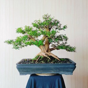 Real Pict Desmodium BluBell Bonsai Tree Small Size 30cm Bug Trunk