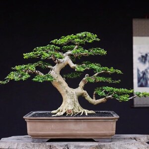 Pode incluir: Um bonsai com um tronco grosso, texturizado e de cor clara, com múltiplos ramos horizontais cobertos por pequenas folhas verde-vibrantes. A árvore está plantada num vaso retangular de cerâmica bege com um acabamento mate.