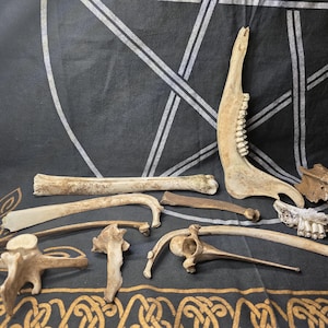 May include: A collection of various animal bones including a large jawbone with teeth, several vertebrae, rib fragments, and long bones. The bones are off-white and tan in color, showing natural textures and porous surfaces.