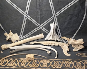 10 pc Assorted Large Deer Bones Real Animal Bone Lot, Vulture Culture Supplies, Taxidermy Oddities Craft Gothic Decor Curiosity Cabinet