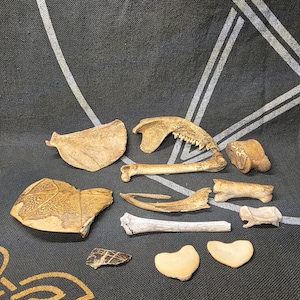 May include: A collection of various animal bones and skeletal fragments in shades of beige, tan, and off-white. The assortment includes a jawbone with visible teeth, several long bones, flat bone plates, and small, rounded, smooth bone pieces.
