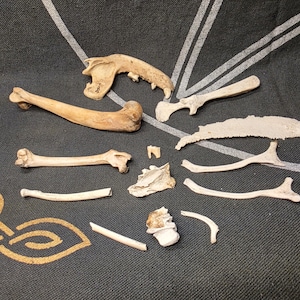 13 Pc Small Assorted Animal Bones- Raccoon, Opossum, Mink, Squirrel Bones, Real Specimens Vulture Culture Supplies Taxidermy Oddities
