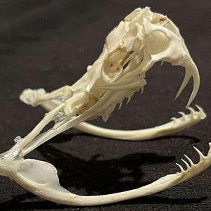 May include: An off-white, articulated snake skull specimen featuring a prominent pair of curved fangs in the upper jaw and a lower jaw structure with small, sharp teeth. The bone structure is detailed, showing the complex cranial anatomy.
