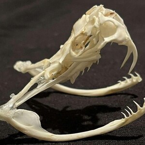 May include: An off-white, articulated snake skull specimen featuring a prominent pair of curved fangs in the upper jaw and a lower jaw structure with small, sharp teeth. The bone structure is detailed, showing the complex cranial anatomy.
