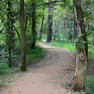 Puede incluir: Un sendero sinuoso a través de un exuberante bosque verde. Altos árboles con troncos marrones y hojas verdes bordean el camino, creando un dosel. El sendero está iluminado por la luz del sol, creando una escena al aire libre pacífica.