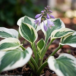May include: A Hosta plant with striking green and white variegated leaves and delicate, light purple flowers. The image shows a close-up of the plant, with the leaves and flowers in sharp focus. The background is blurred, emphasizing the plant's details.
