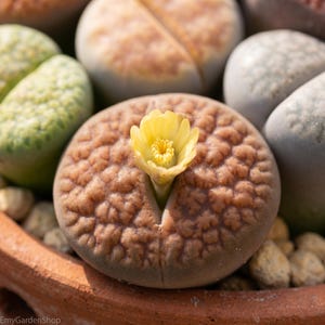 May include: Close-up of a Lithops plant with a yellow flower blooming from a split in the center. The plant has a textured, brown surface and is surrounded by other Lithops plants in various colors, including green and gray. The plants are in a terracotta pot.