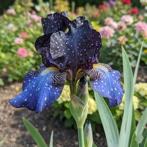 May include: A close-up of a dark purple iris flower with white speckles and blue accents. The flower has a unique pattern and texture, with a yellow center and green stem. The background is blurred with other flowers.