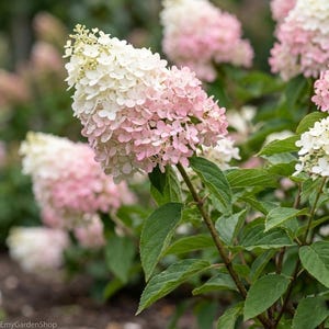 May include: Close-up of a hydrangea flower with white and pink blooms. The flower is in full bloom, with a dense cluster of small petals. Green leaves and stems are visible in the background, creating a natural setting. The image is well-lit and the colors are vibrant.