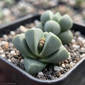 May include: Close-up of a succulent plant in a black square pot. The plant has thick, rounded, pale green leaves and a small, unopened flower bud. The pot sits on a bed of small pebbles. The overall theme is gardening and plants.