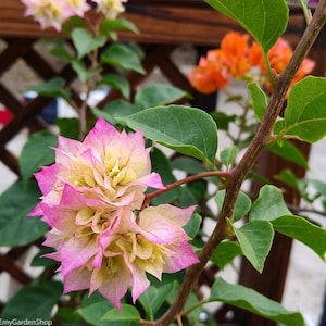 Buganvilla colorida - Flor mixta rara para bonsái, 100 semillas