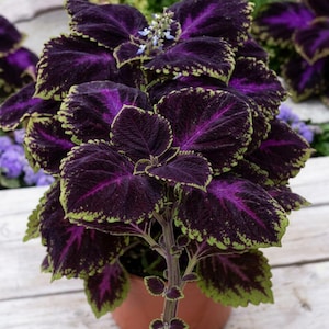 Black Purple Coleus - Etsy