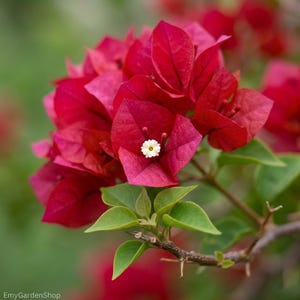 May include: A close-up shot of a cluster of bright red bougainvillea flowers, each with a small white flower at its core. The image highlights the vivid red petals and the fresh green leaves, showcasing the plant's natural beauty.