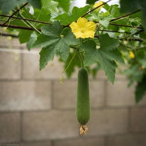 Könnte beinhalten: Eine einzelne grüne Luffa-Gurke hängt an einer Ranke mit einer leuchtend gelben, fünfblättrigen Blüte und großen, gezackten grünen Blättern. Die Frucht hat eine texturierte, zylindrische Form mit einem kleinen, getrockneten Blütenrest am unteren Ende.