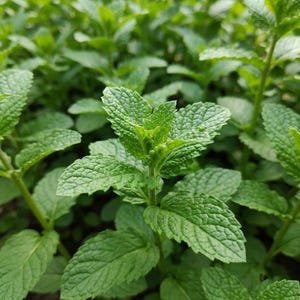 1000 st myntfrön för plantering - Icke-GMO-arvsörtfrön för inomhus- och utomhusörtteträdgårdar
