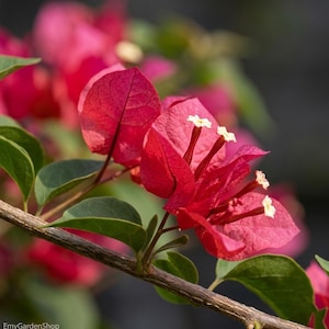 May include: Close-up of vibrant red bougainvillea flowers with delicate white stamens, set against a blurred background. The image highlights the textured petals and green leaves on a brown stem, showcasing the plant's natural beauty.