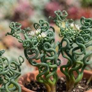 Curly Succulent - Etsy