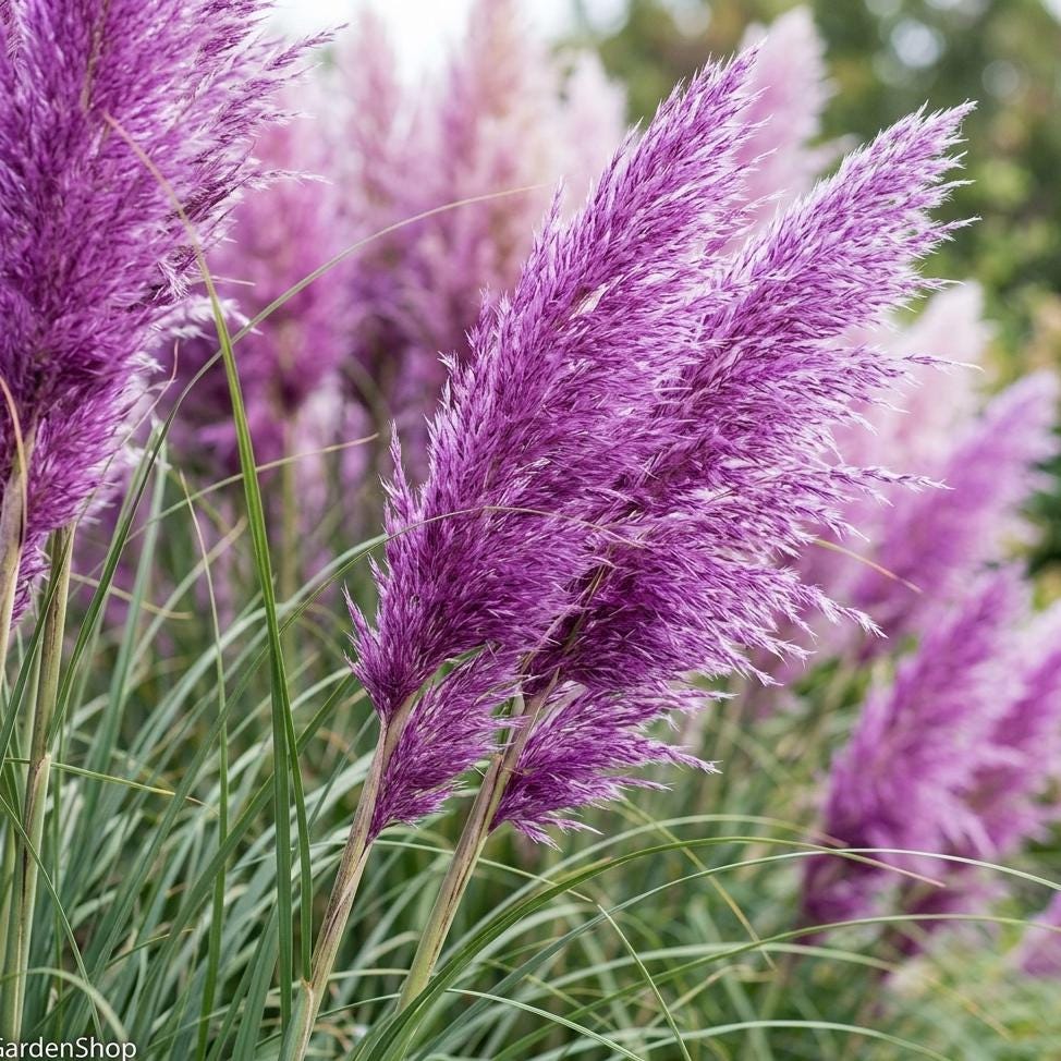 Purple pampas grass - Etsy 日本