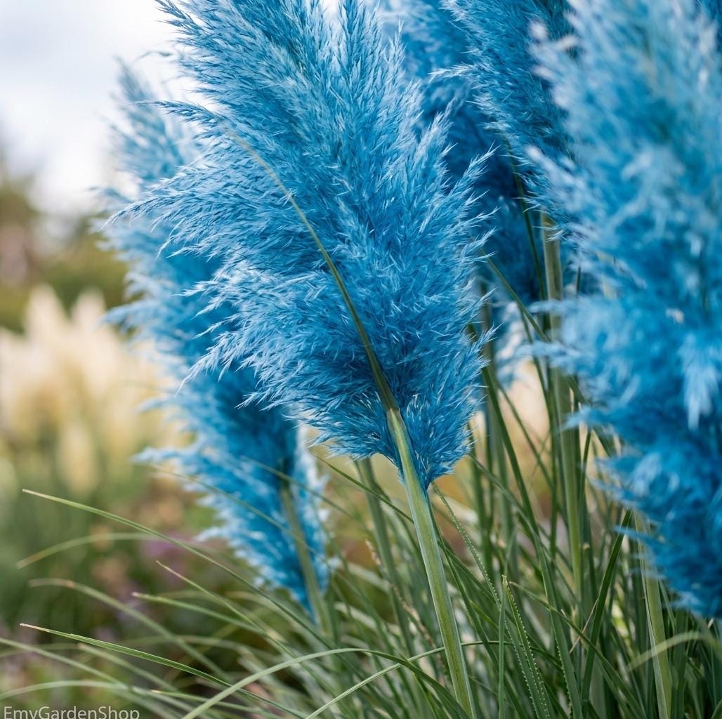 Pampas gras blau